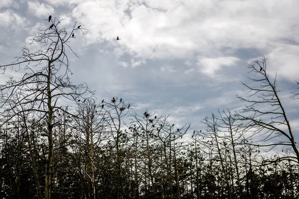 흐린 하늘 배경에 대해 죽은 소나무의 숲 — 스톡 사진