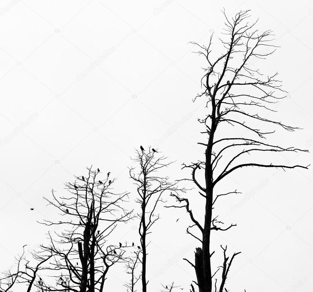 Dead pine trees against sky background. Juodkrante, Lithuania