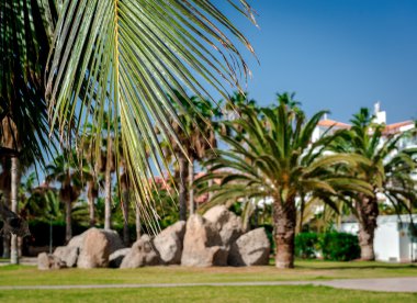 Palmiye ağaçları Costa Adeje tatil