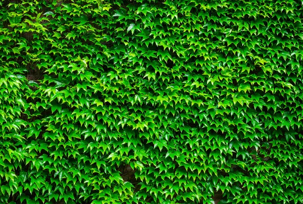 Grüner Efeu Hintergrund — Stockfoto