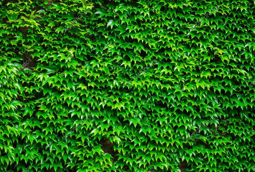 Background green ivy Green ivy background — Stock Photo © amoklv