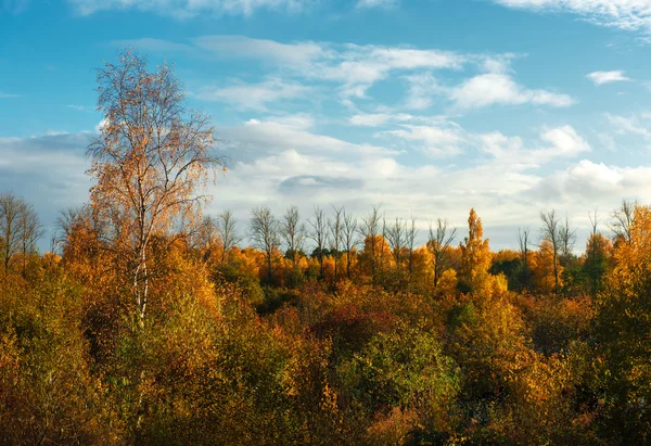 Colorful autumn trees. Latvia. Northern Europe — Stock Photo, Image