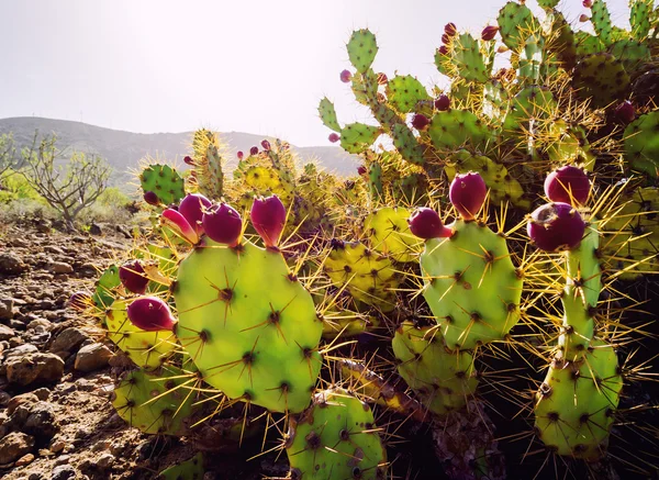 Opuntia ficus-indica — Stock fotografie