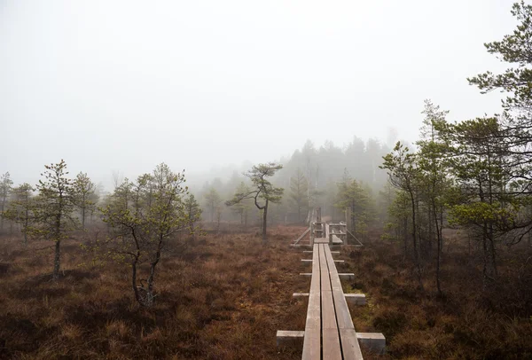 Kładka dla pieszych wzdłuż Kemeri bog. Park Narodowy Kemeri, Łotwa — Zdjęcie stockowe