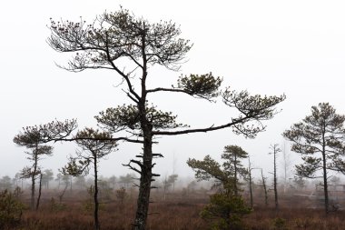 Kemeri Milli Parkı Güz. Letonya