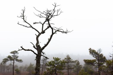 Kemeri Milli Parkı Güz. Letonya