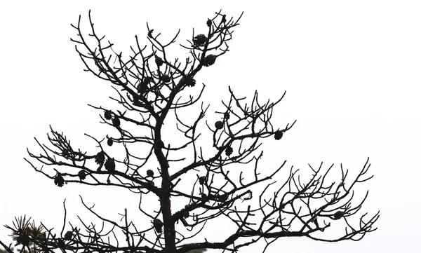 コーンと裸の松の木の枝 — ストック写真