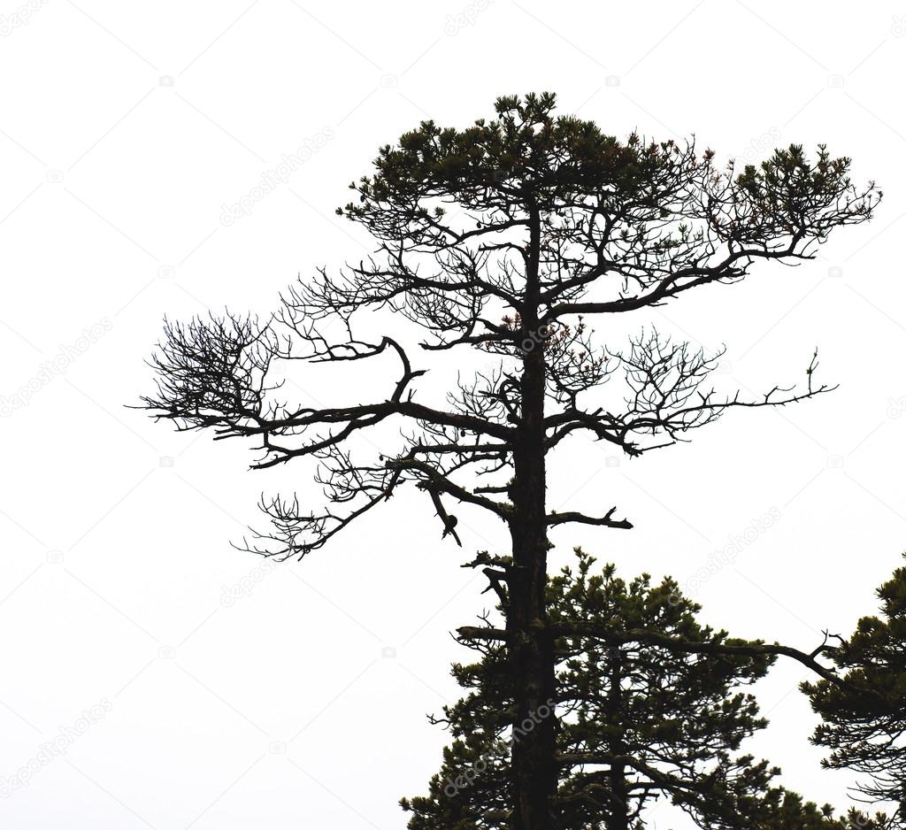 Bare pine tree branches 