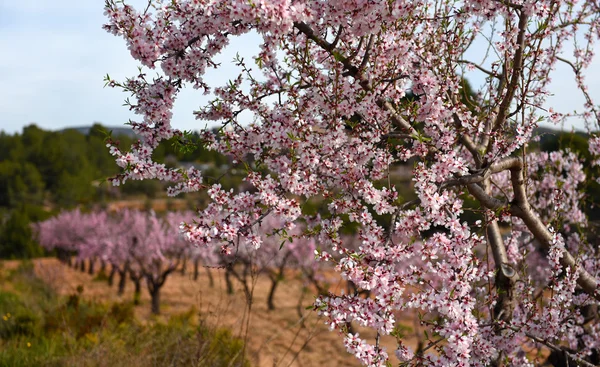 Blommande mandelträd. Spanien — Stockfoto