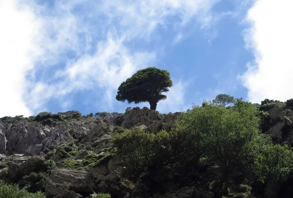 Árbol solitario cerca de una cima de la montaña Zas, Naxos, Grecia —  Fotos de Stock