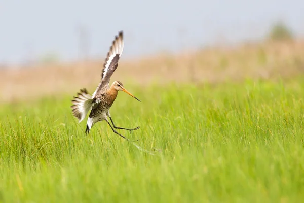 Godwit de cauda preta a chegar à terra — Fotografia de Stock