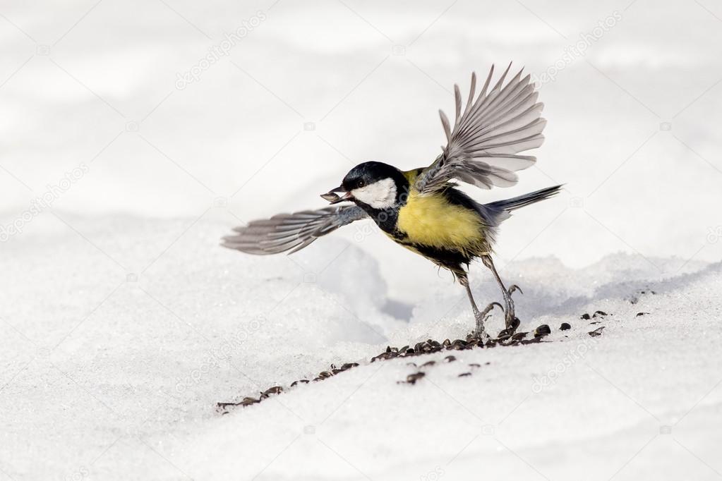 great tit taking off
