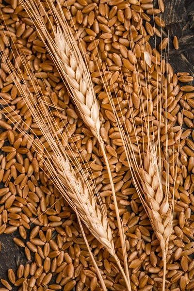 Ears of Wheat and Grains — Stock Photo, Image