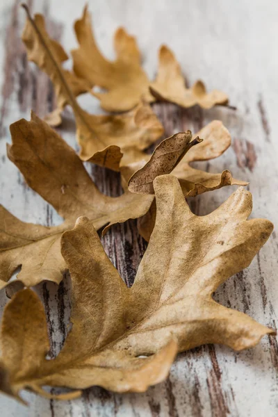 Dried Acorn Leaves — Stock Photo, Image