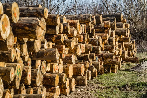 Chopped Firewood Logs Stock Image