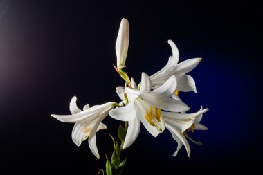 Beyaz Zambak çiçeği 
