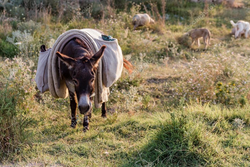 Porn Pics & Moveis - Un burro con una vaca Amateur swinging couples pics