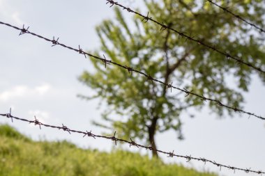 Yeşil ağacın arkasında dikenli tel