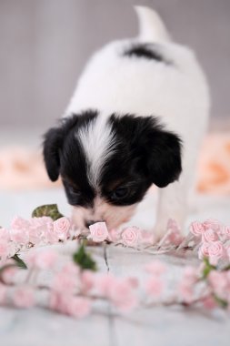 Gül çelenk ile köpek yavrusu
