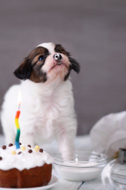Bir kutlama pastası ile köpek yavrusu