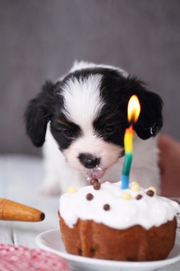 Bir pasta ile köpek yavrusu