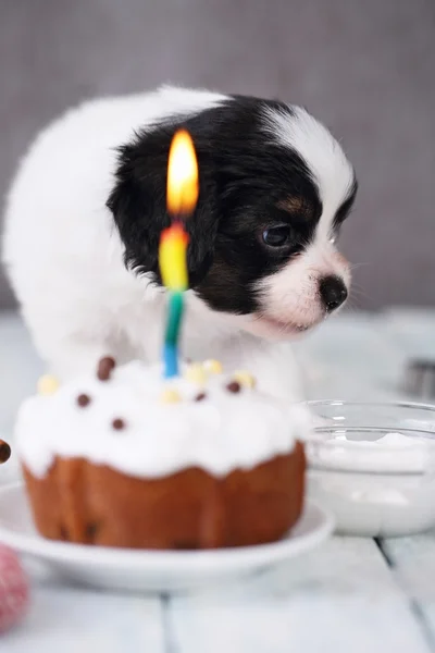 Filhote de cachorro com um cupcake comemorativo — Fotografia de Stock
