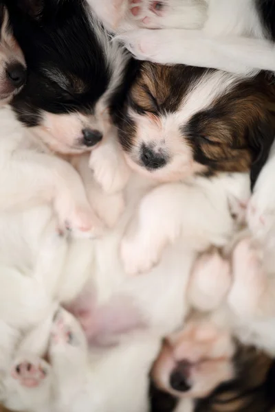 Touching little puppies sleeping — Stock Photo, Image