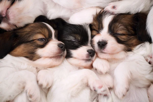 Berührung schlafender Hunde — Stockfoto