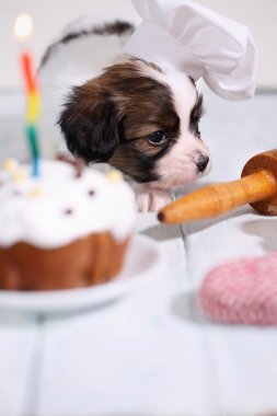 Köpek yavrusu Papillon Şef şapkalı
