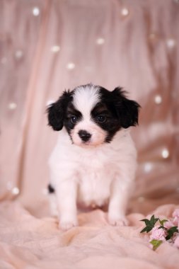 bir pembe üzerinde dalgın köpek yavrusu