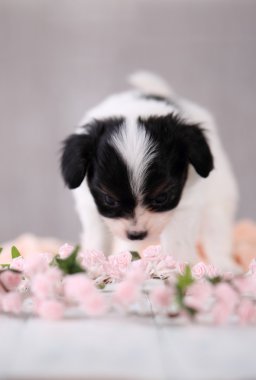 Bir çelenk ile köpek yavrusu