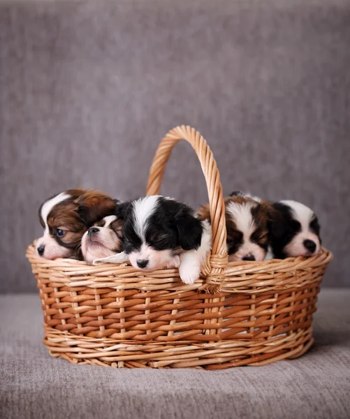 Пять щенков спят — стоковое фото