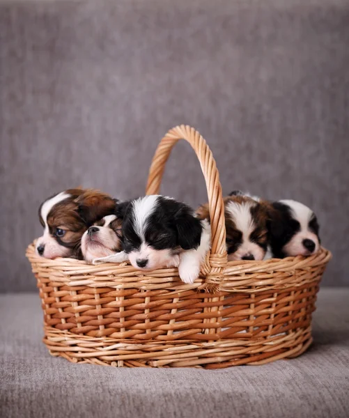 Cinco cachorros durmiendo — Foto de Stock