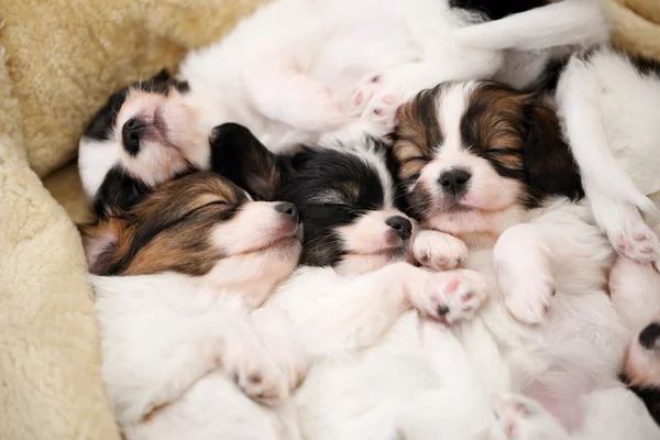 Touching puppies sleeping — Stock Photo, Image