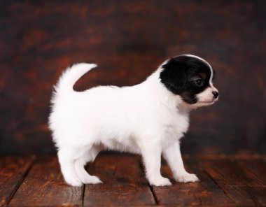 Köpek yavrusu papillon standı