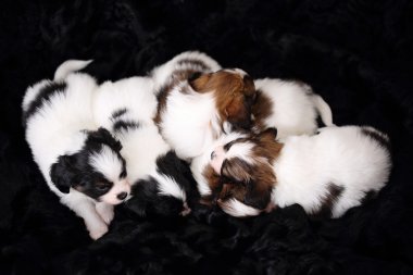 kukla Papillon kürkü uyku