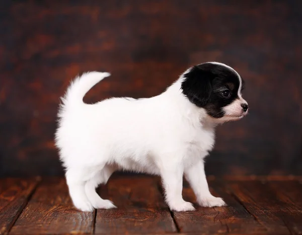 Puppy papillon stand — Stockfoto