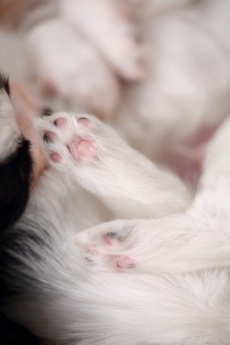 Köpek closeup paws