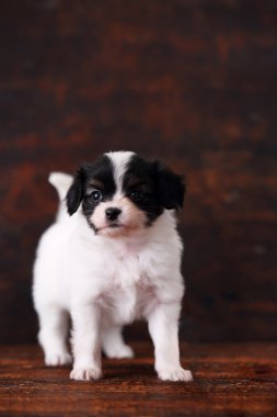 bir köpek yavrusu papillon