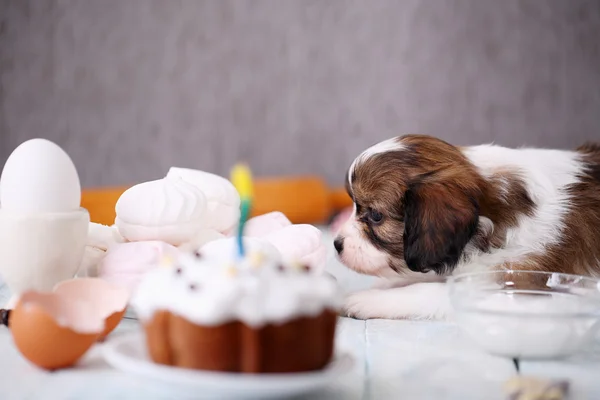 Dog sniffs the cake — Stock Photo, Image