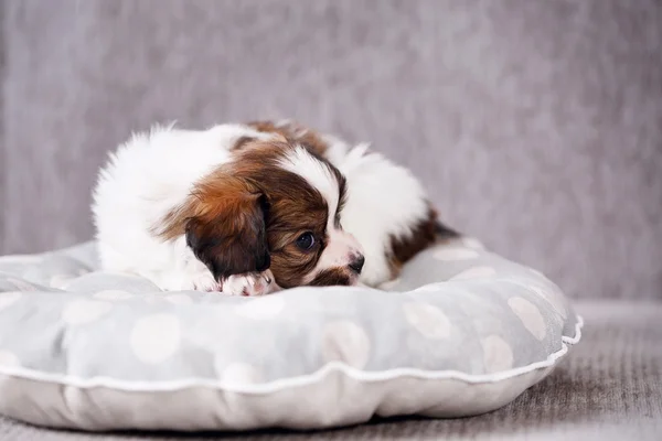 Cachorro en una almohada — Foto de Stock