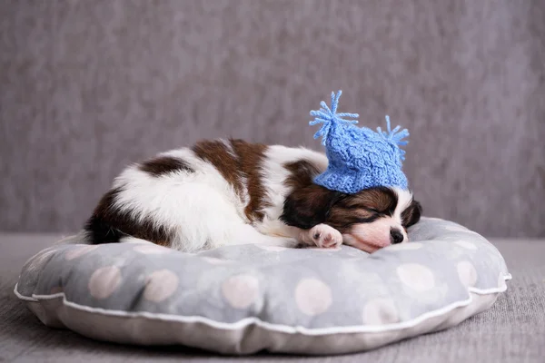 Köpek yavrusu bir yastık üzerinde uyuyor — Stok fotoğraf