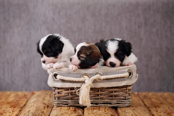 Три щенка в корзине — стоковое фото