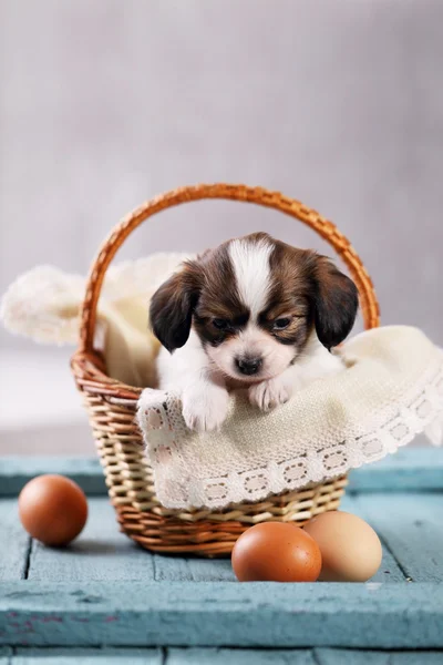 Kiskutya, egy kosár tojással — Stock Fotó