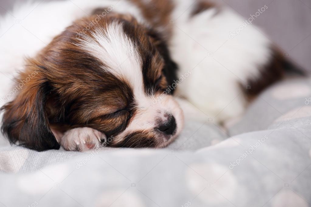 small puppy sleep