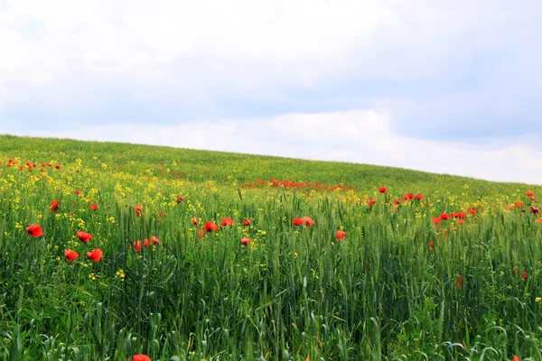 Kırmızı gelincikli tarla — Stok fotoğraf