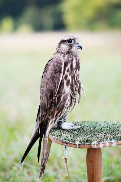 Saker Falcon sits — Stock Photo, Image