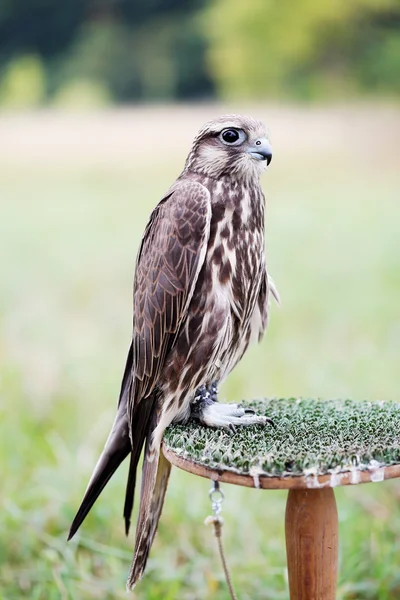 Saker Falcon se sienta —  Fotos de Stock