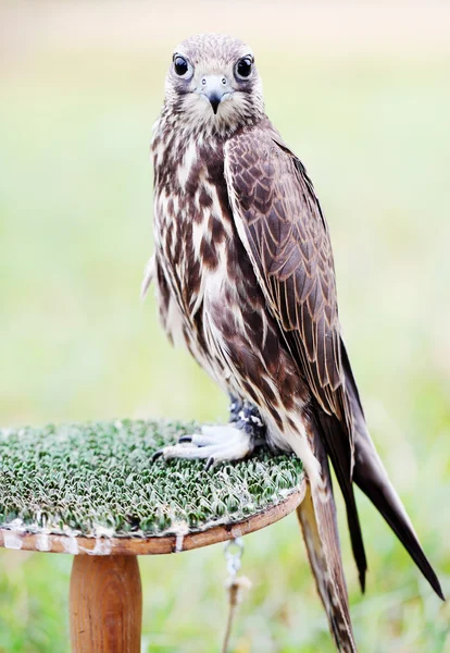 Falcon se sienta en un estrado —  Fotos de Stock