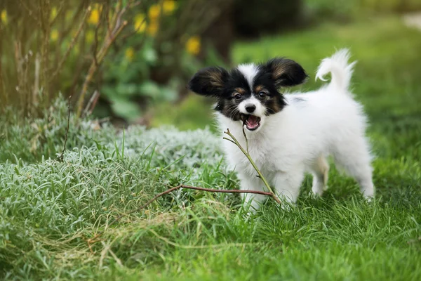 Dallarda çiğneme köpek yavrusu — Stok fotoğraf